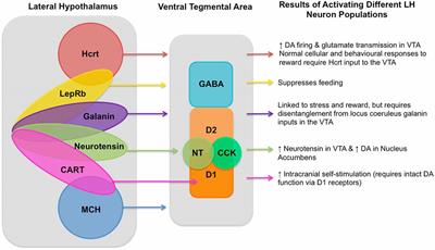 Lateral Hypothalamic Control of the Ventral Tegmental Area: Reward Evaluation and the Driving of Motivated Behavior